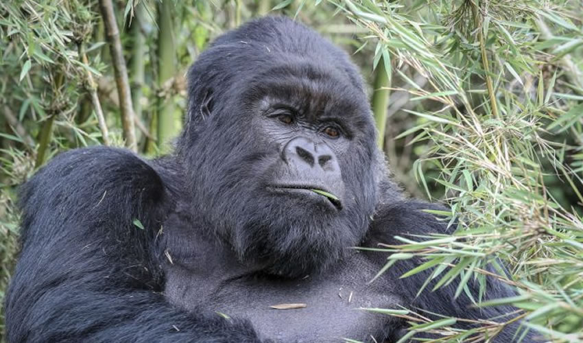 Volcanoes National Park